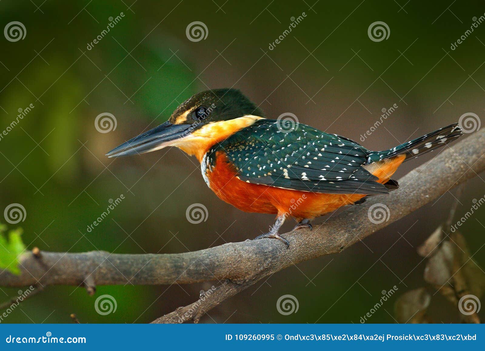 green-and-rufous kingfisher, chloroceryle inda, green and orange bird sitting on tree branch, bird in nature habitat, baranco alto