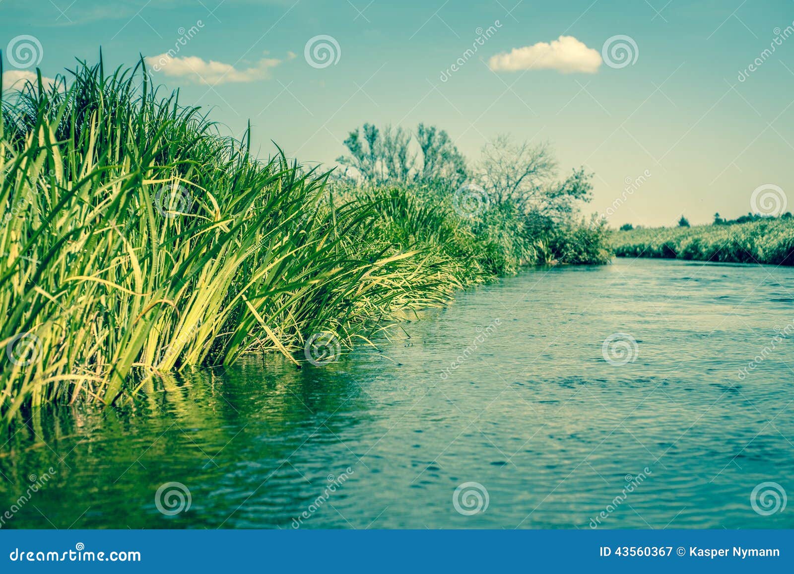 Green rushes by the lake stock image. Image of colorful 43560367