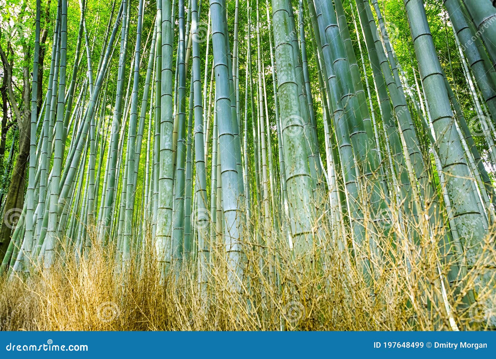 green sagano bamboo forest in japan