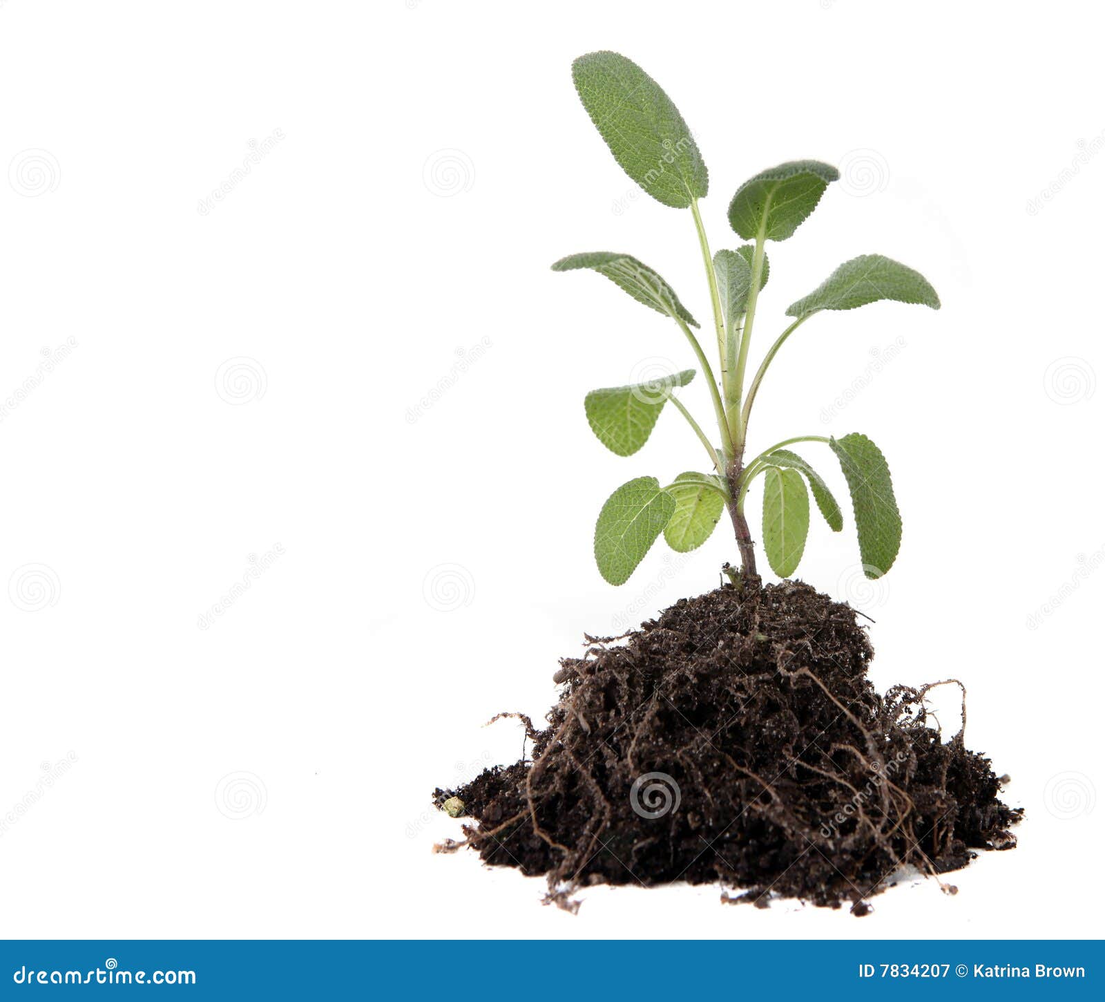 Green Sage Herb Planting with Dirt and Roots Expos Stock Image Image
