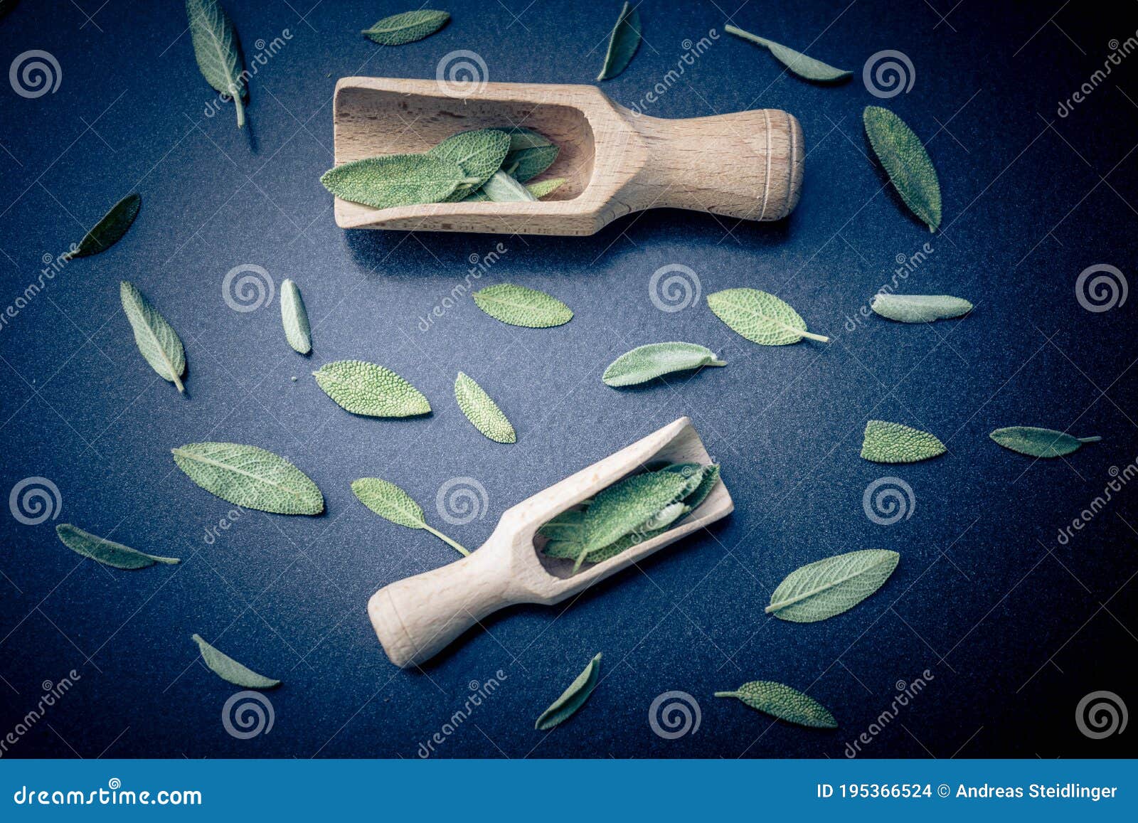 Green Sage leaves stock photo. Image of alternative 195366524