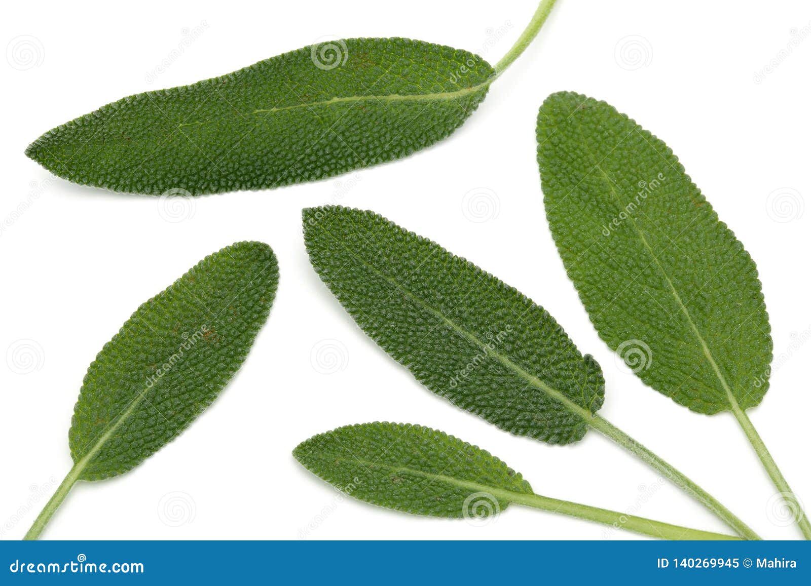 Green Sage Leaves Isolated on White Stock Image Image of bunch, closeup 140269945