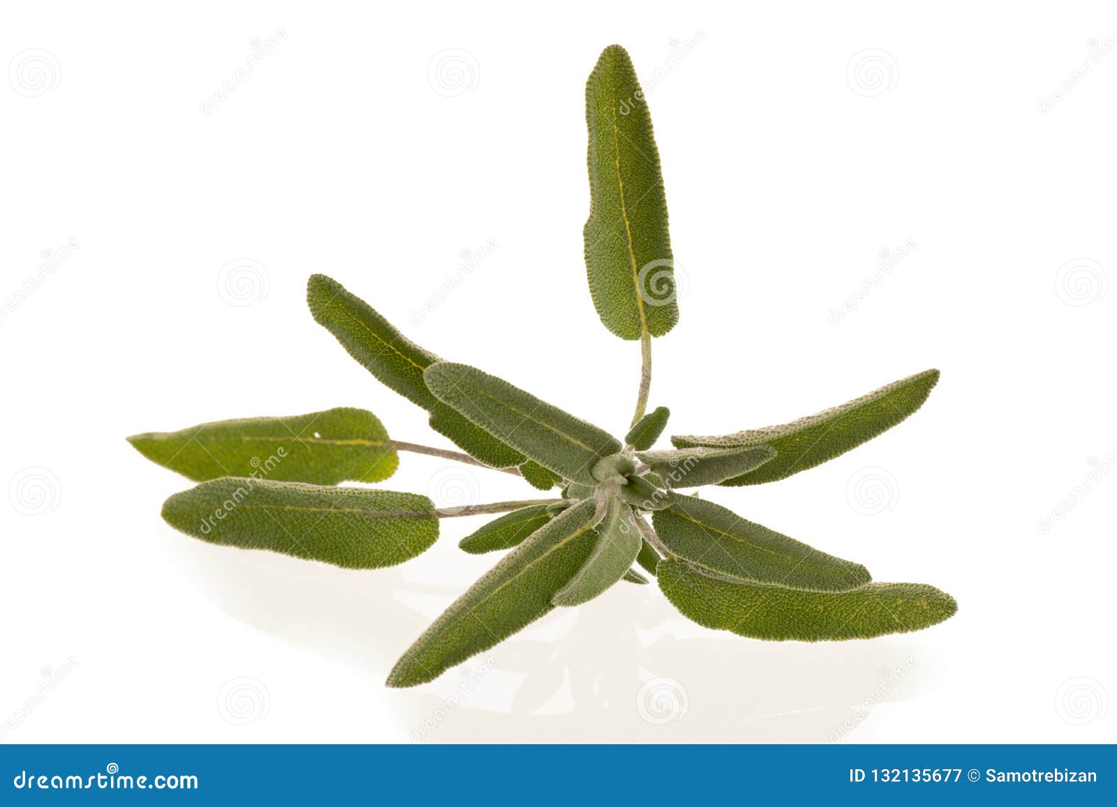 green sage leaves osolated over white background