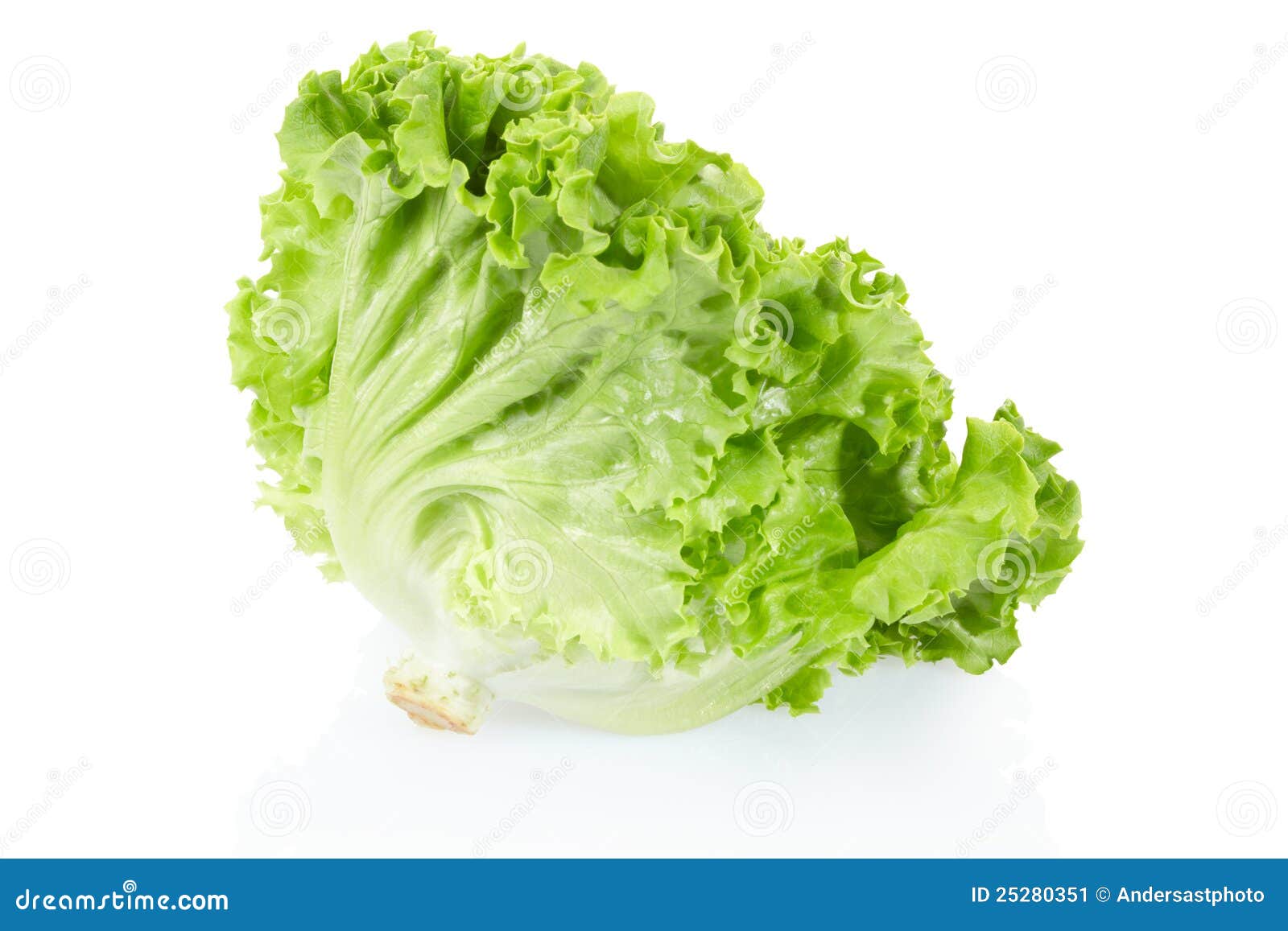 Green salad head stock image. Image of ingredient, color 25280351