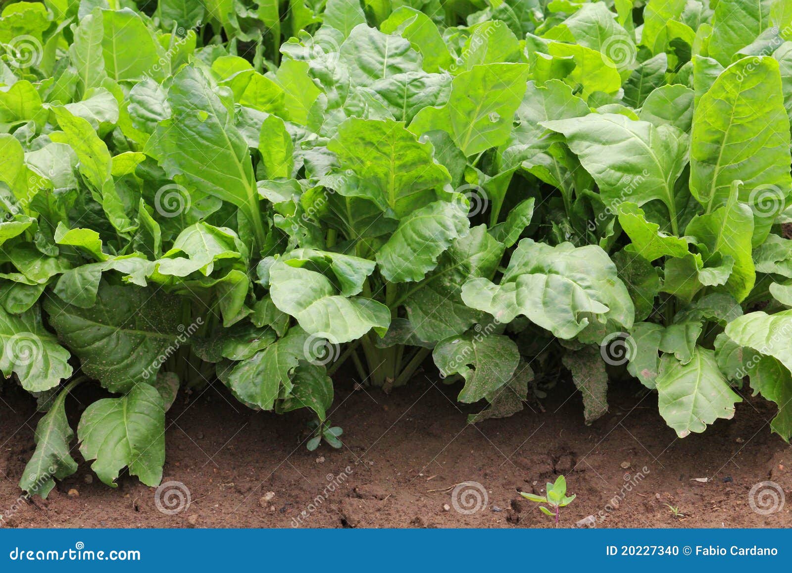 Green salad plants stock photo. Image of growing, detail 20227340