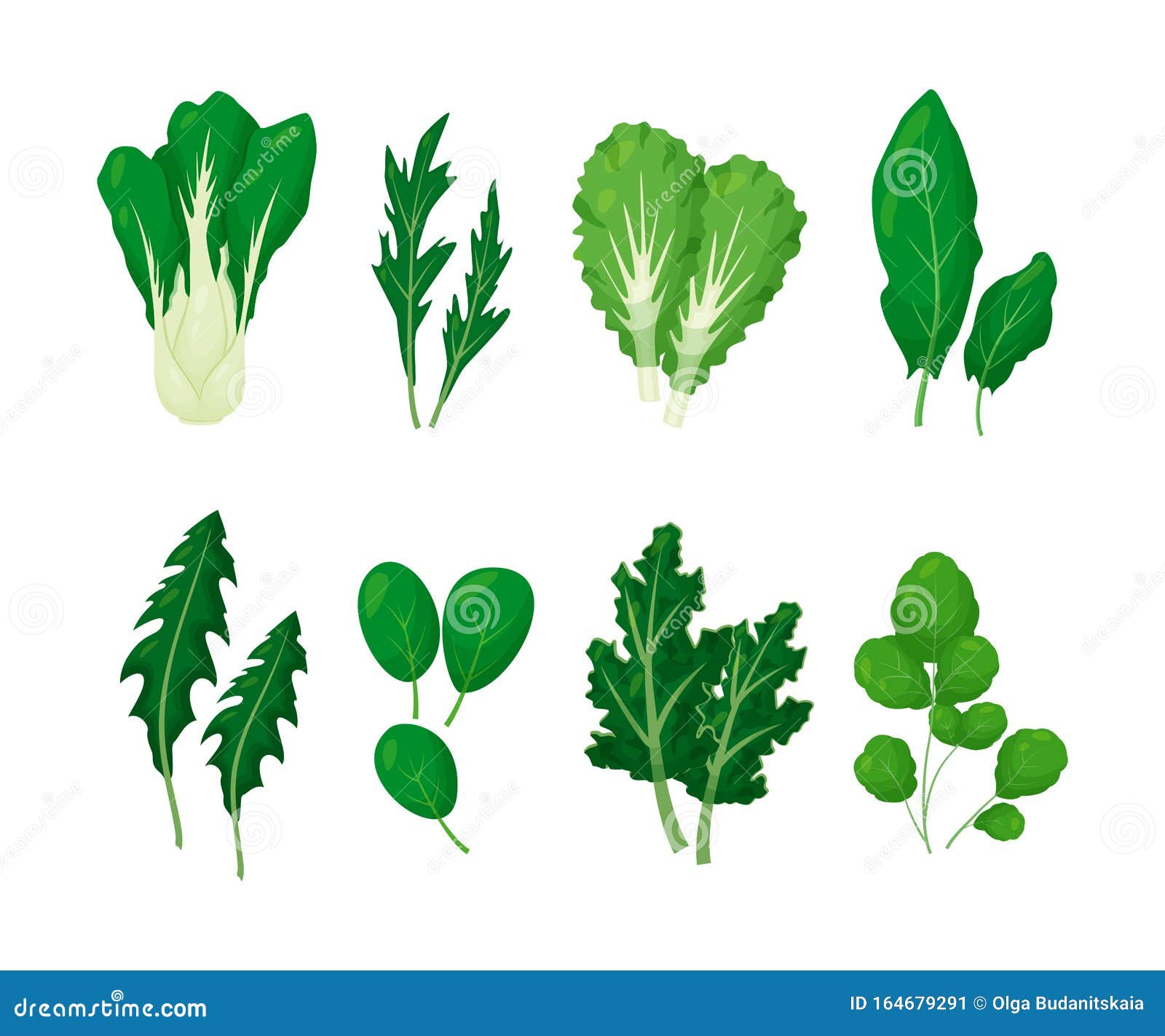 Green Salad Vegetables Leaves Set Vector Illustration Isolated on White