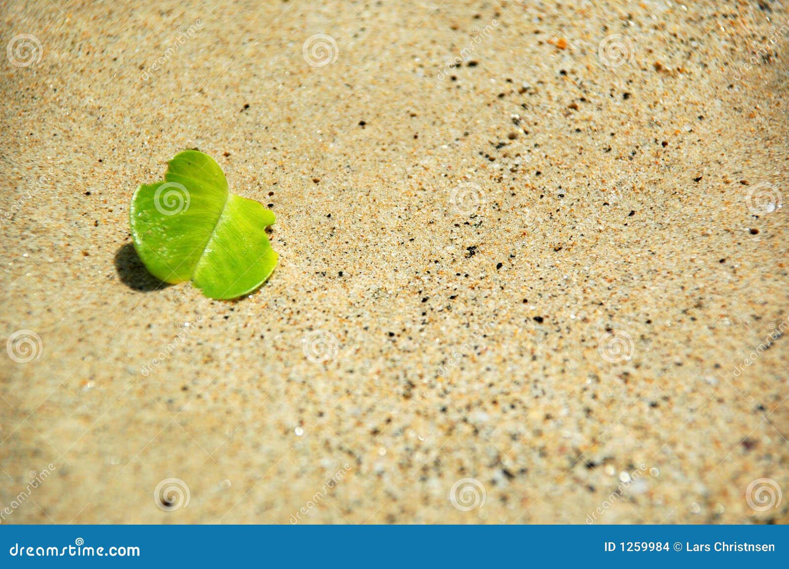 Green and sand stock photo. Image of natural, summer, environment 1259984