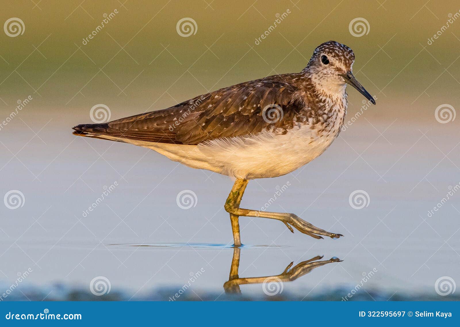 green sandpiper (tringa ochropus)
