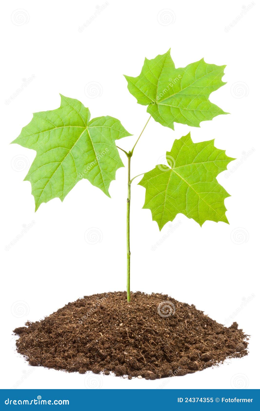 Sapling Royalty Free Stock Photo CartoonDealer 175757667 sapling-royalty-free-stock-photo-cartoondealer-175757667
