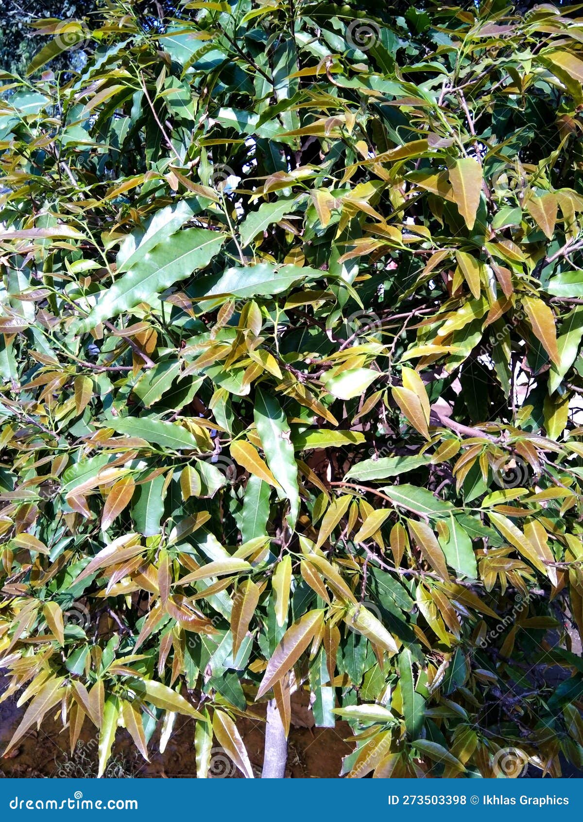 Green Saraca Asoca Ashoka Tree, Different Color Shade Leaf Stock Photo