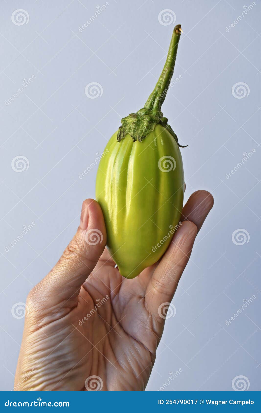 Jilo Scarlet. African Eggplant Isolated On White Background Stock Photo,  Picture and Royalty Free Image. Image 70090567.