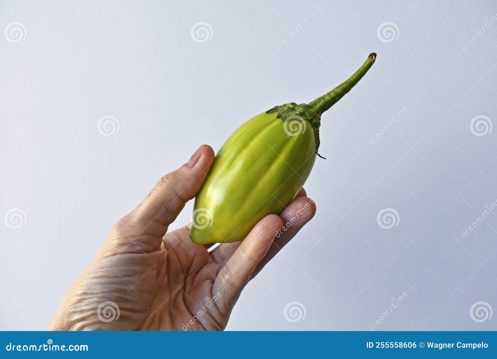 Jiló Scarlet Eggplant Brazil Stock Photo - Download Image Now - Brazil,  Brazilian Culture, Full Frame - iStock