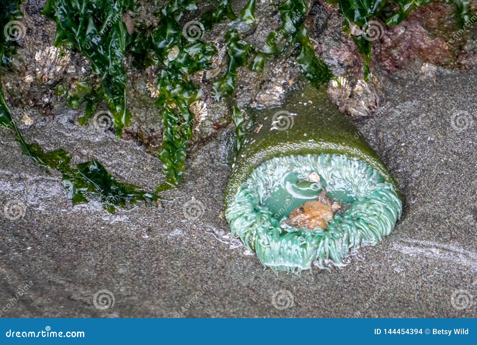 nori in tidal pools nori in tidal pools