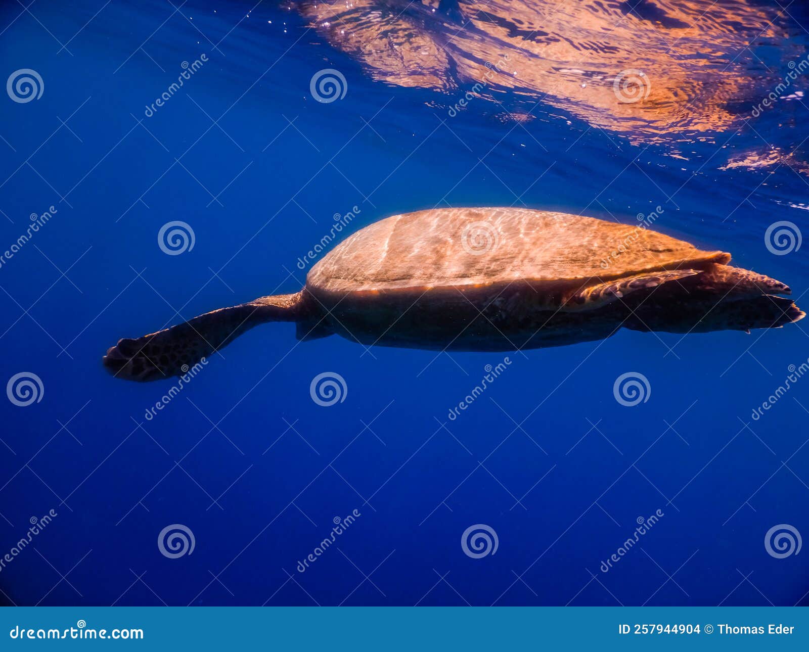 Green Sea Turtle after Breathing at the Surface in Deep Blue Water with