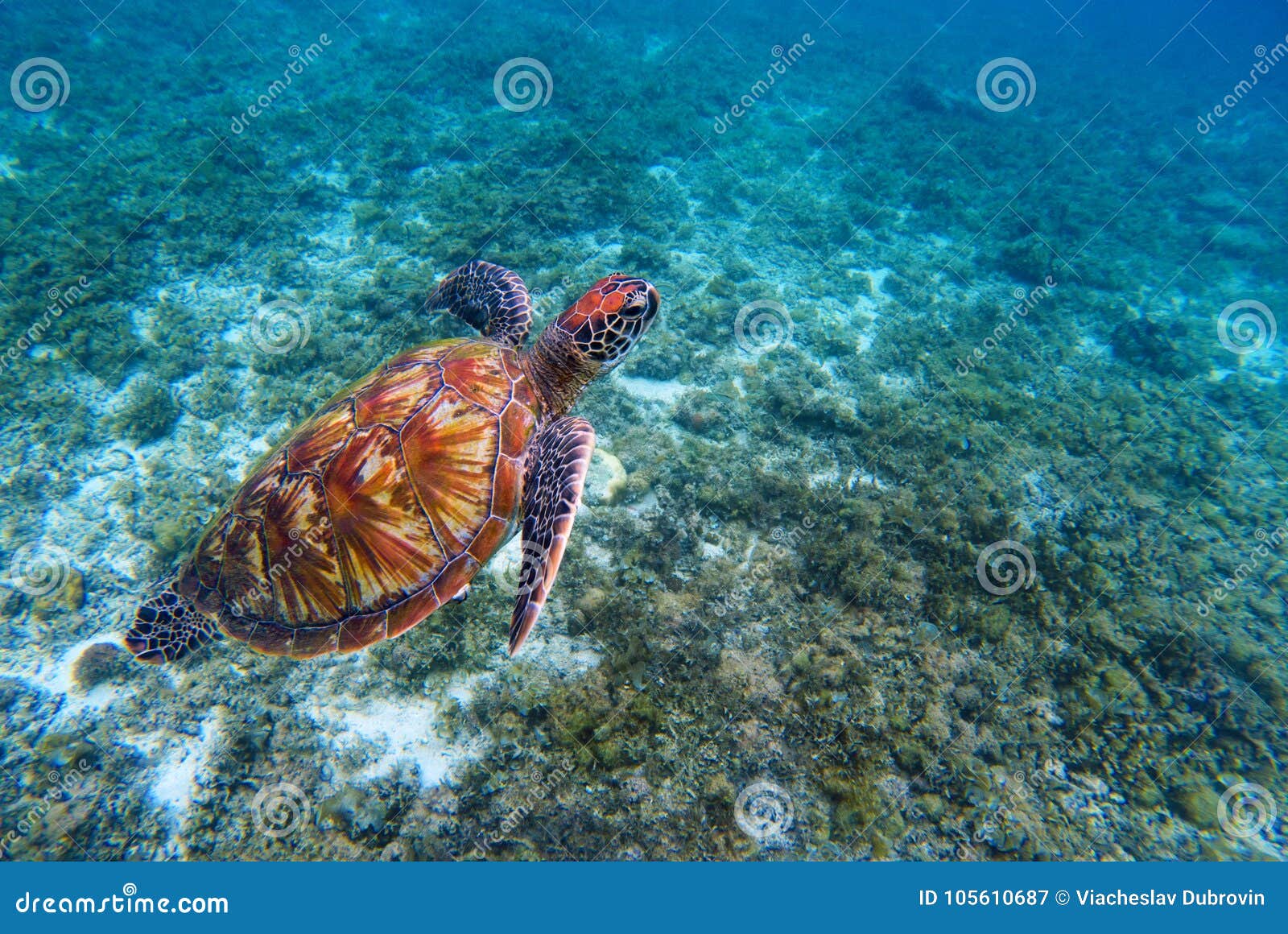 green sea turtle closeup. endangered species of tropical coral reef.