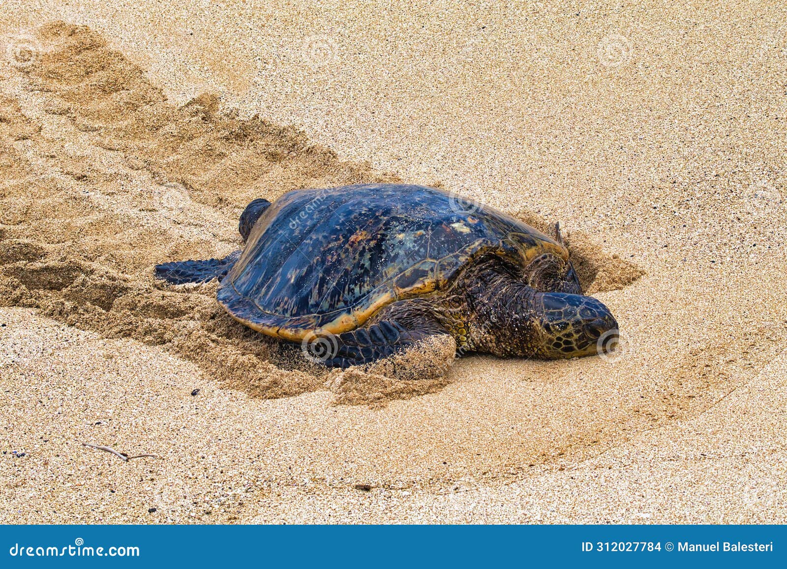 Green Sea Turtle Coming Up To Shore. Stock Photo - Image of sand, life ...