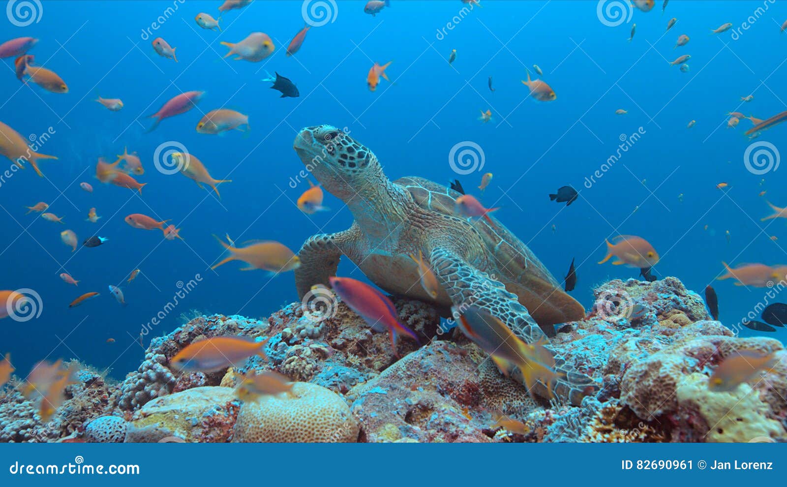 Green Sea Turtle on a Coral Reef Stock Image - Image of rliche, marine ...