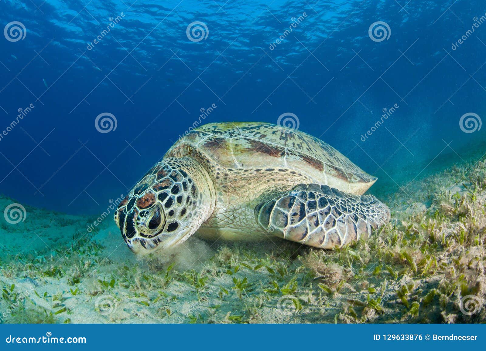 green sea turtle feeding in a sea grass meadow