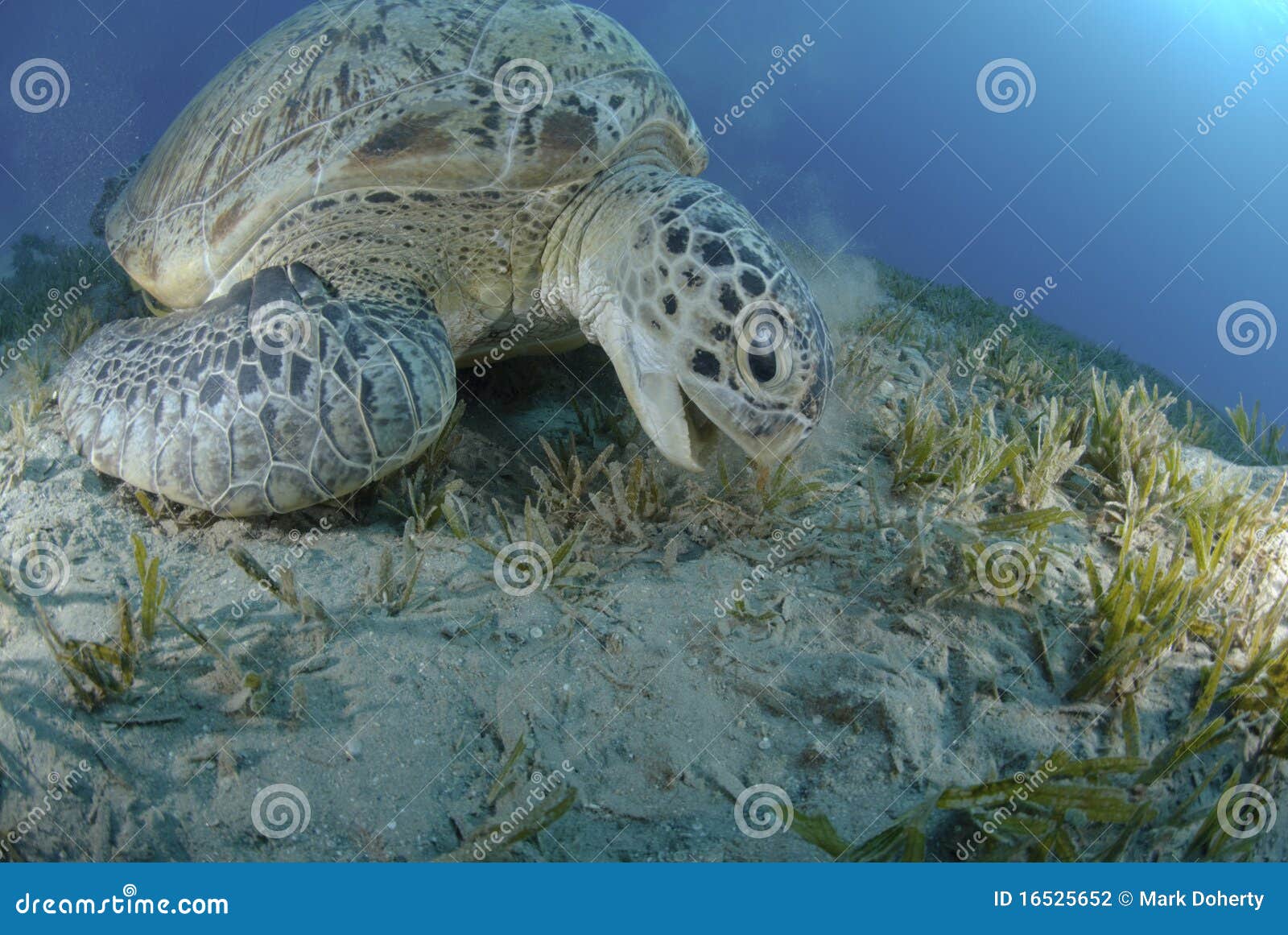 green sea turtle feeding on seagrass.