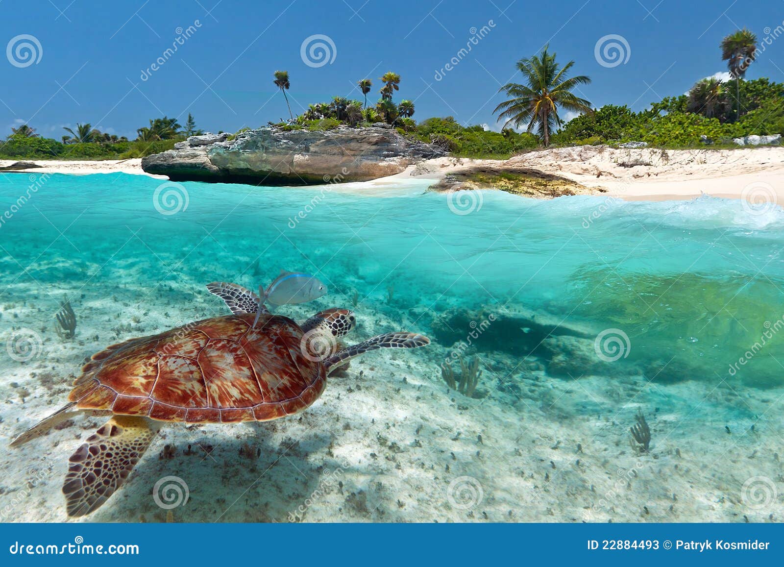 green sea turtle near caribbean beach