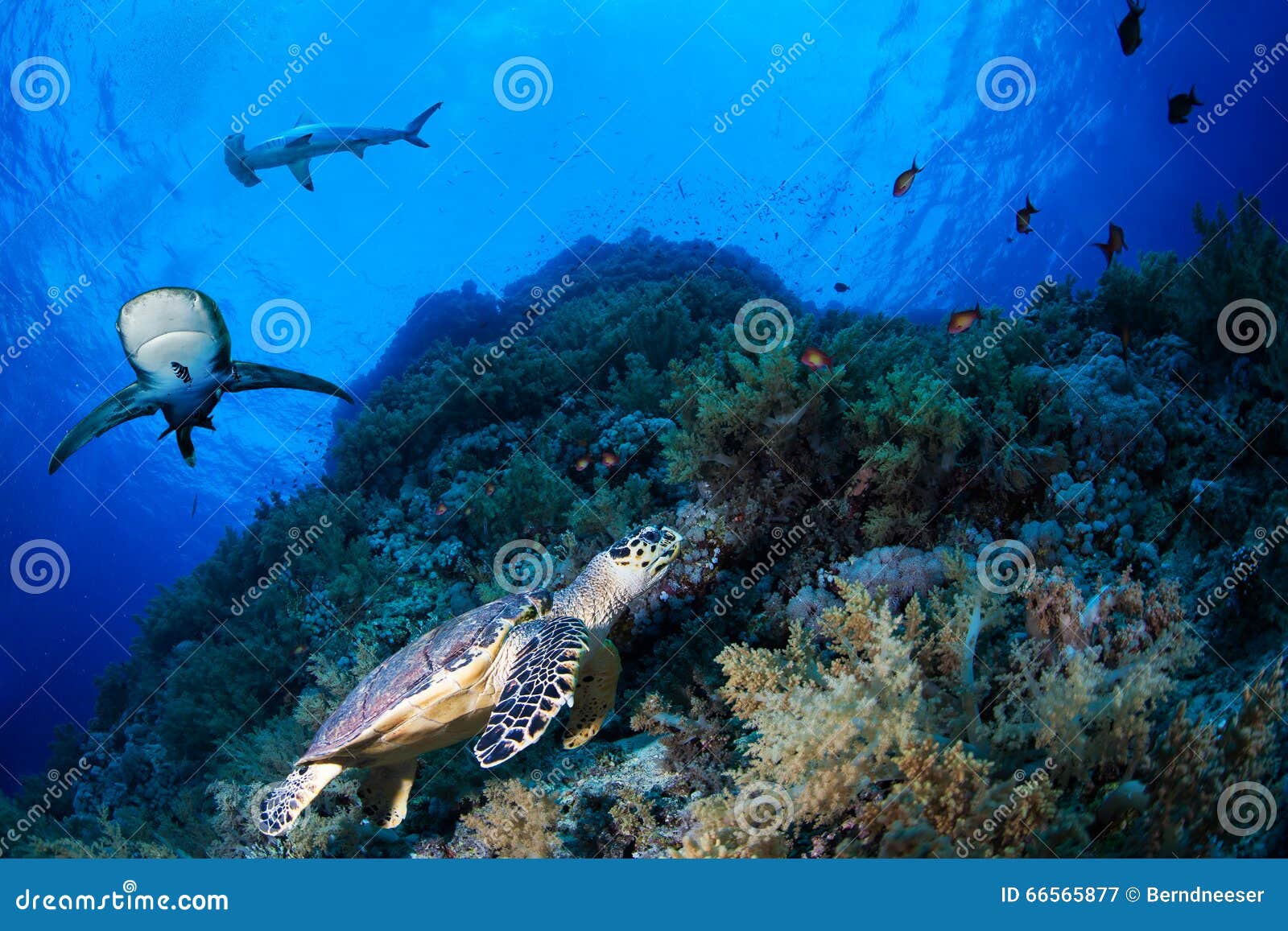 green sea turtle in a reef with sharks