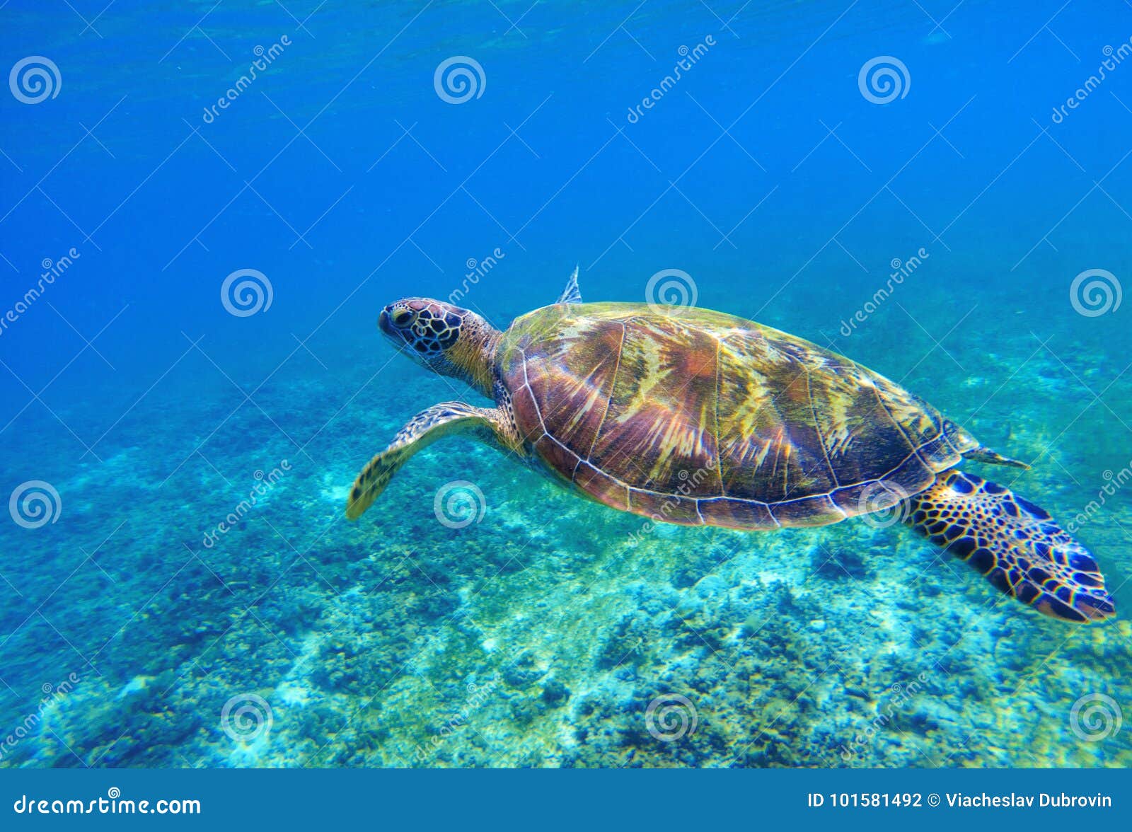 Green Sea Turtle in Seawater. Sea Tortoise Underwater Photo. Sea Animal in  Coral Reef Stock Photo - Image of dive, paradise: 101581492
