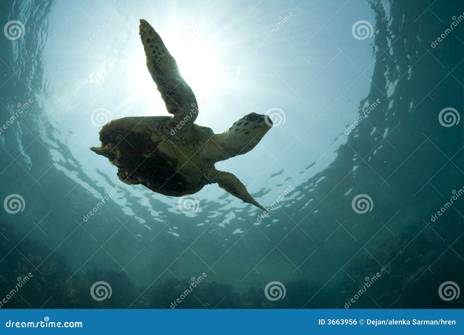 Green Sea Turtle Silhouette Stock Photo Image of vacation, blue 3663956