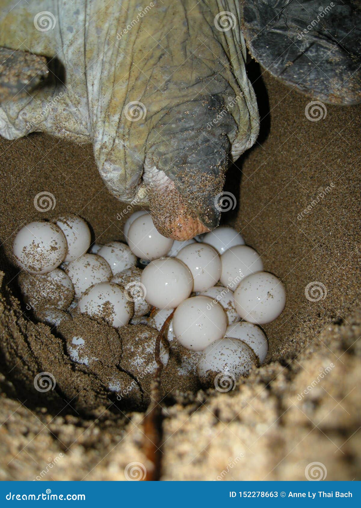 Green Sea Turtles Laying the Eggs on the Beach Stock Image - Image of