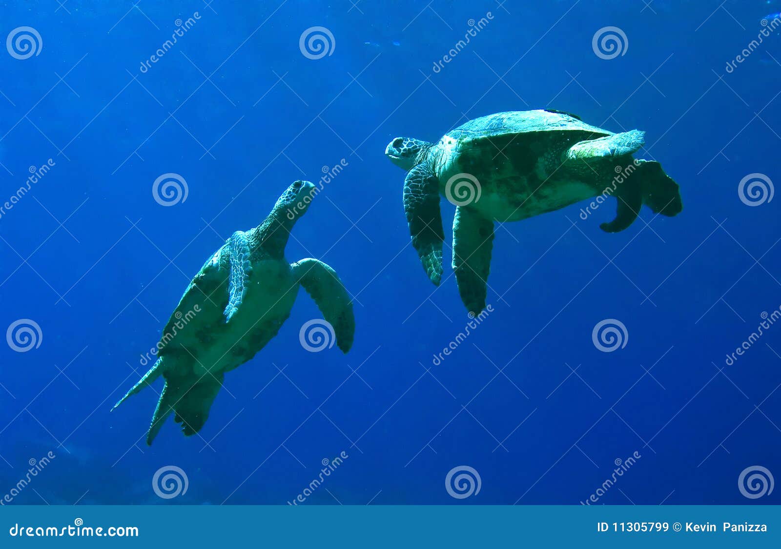 Green Sea Turtles Playing stock image. Image of green 11305799