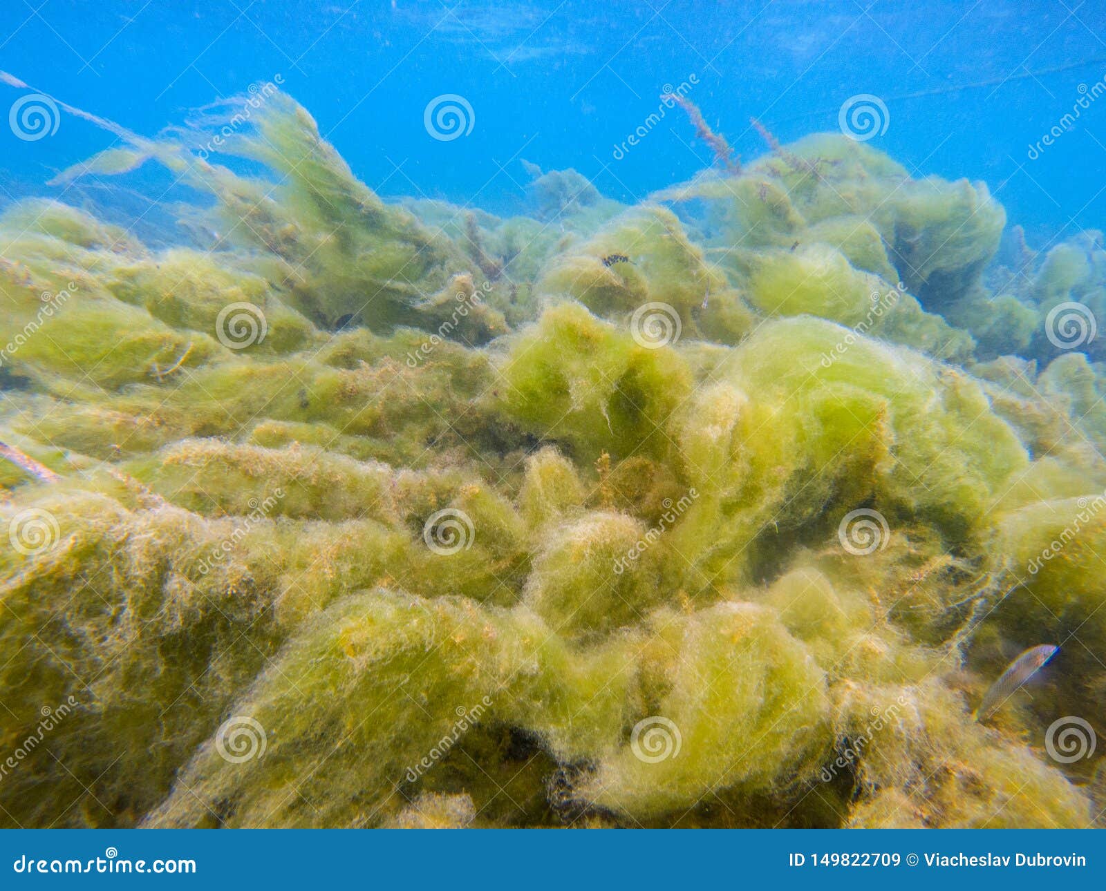 Green Seaweed On Tropical Sea Shore Underwater Photo. Fluffy Sea Plant ...