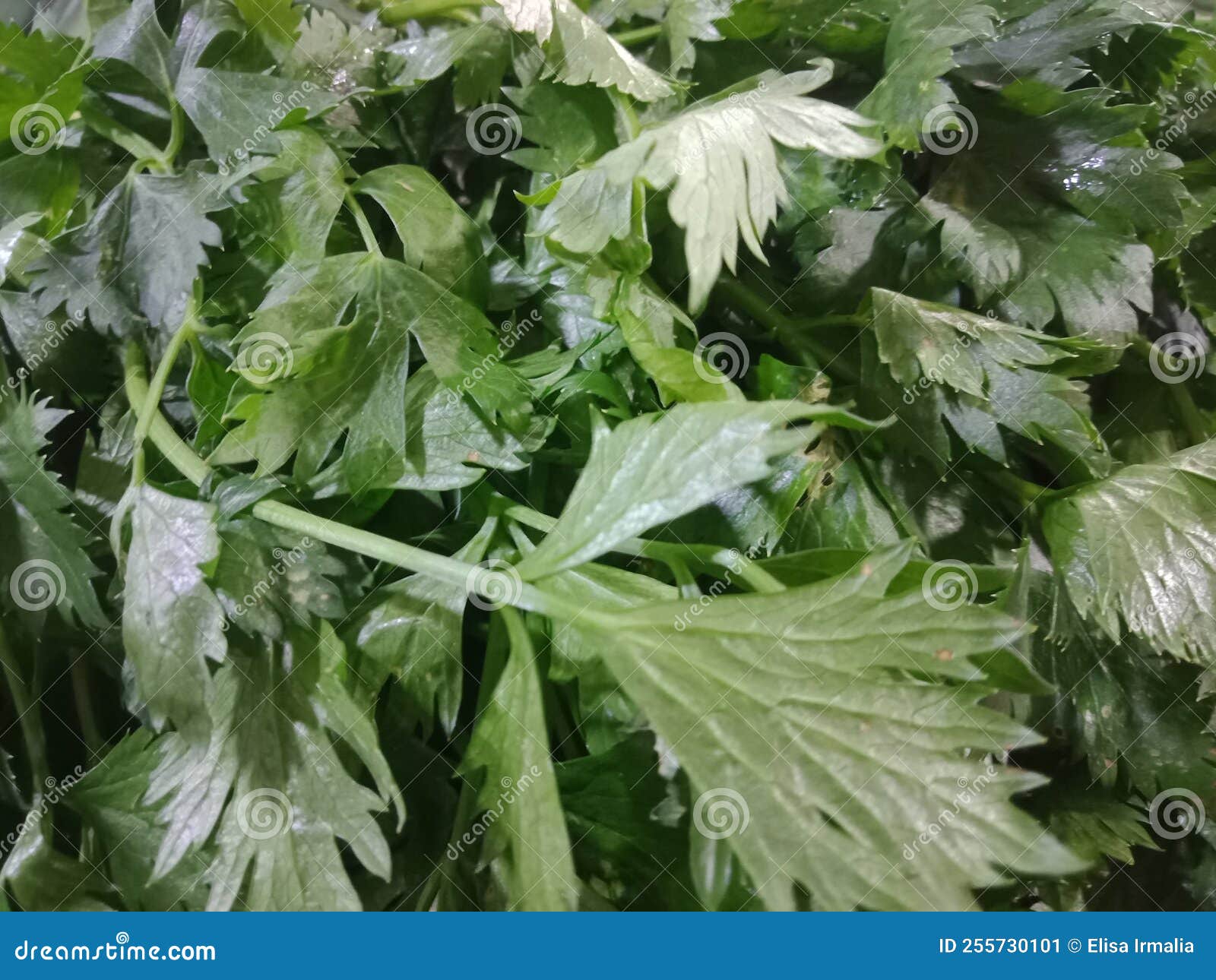 green seledri (apium graveolens l.) or celery at the market.