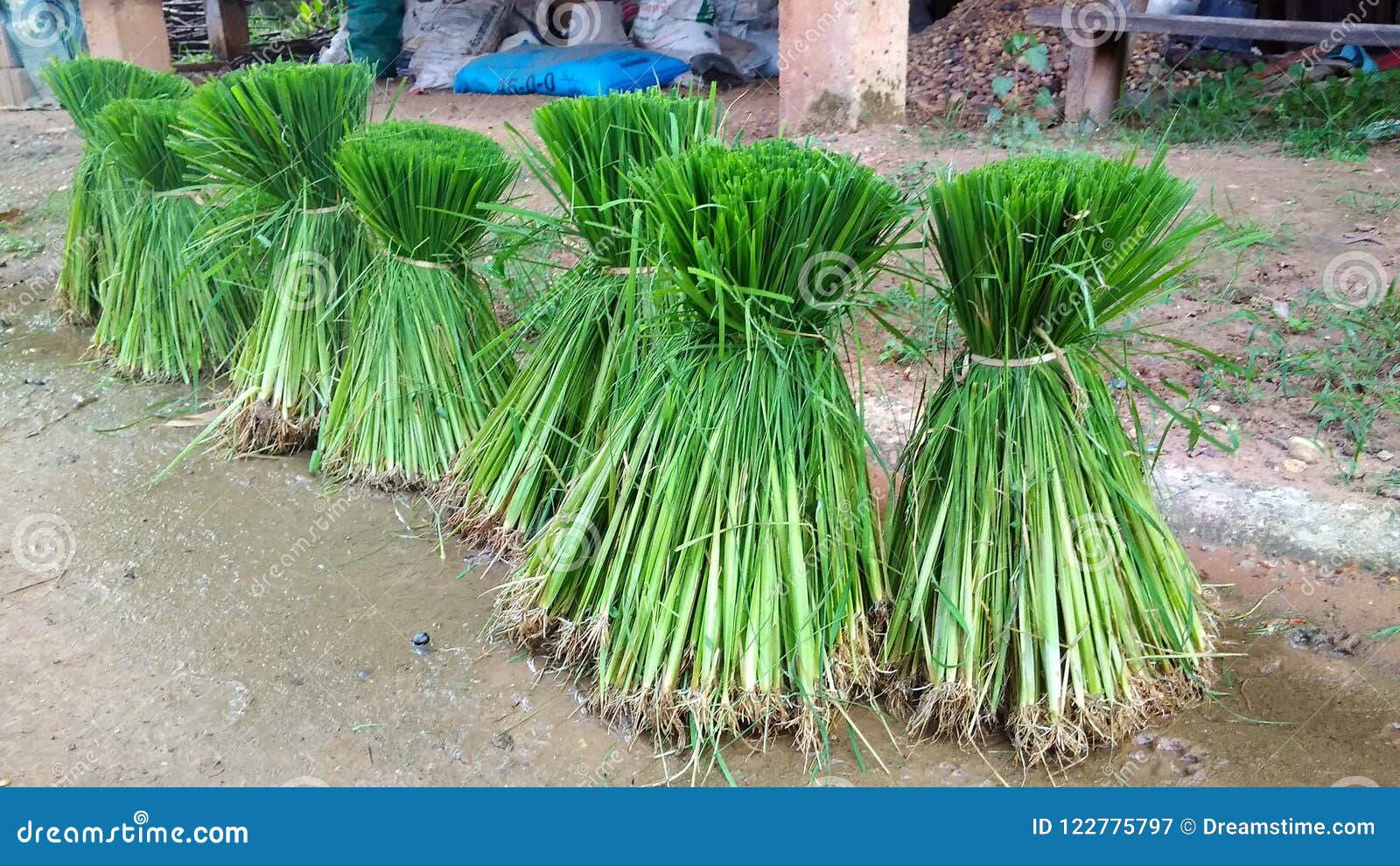 Rice Sheaves Stock Photo 61248228