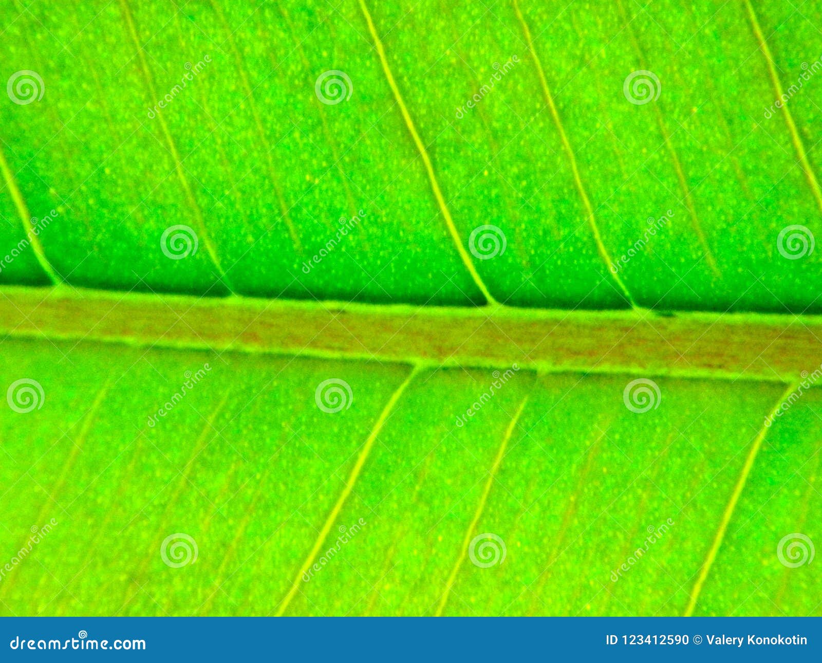 Green sheet stock photo. Image of large, macro, material 123412590