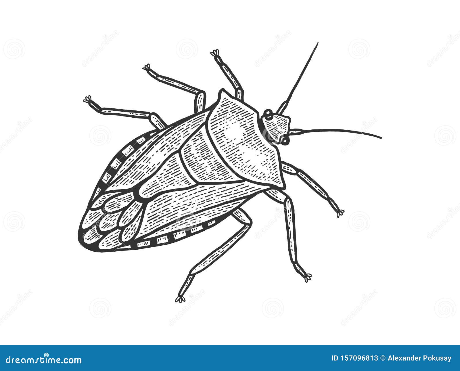 Hand drawn bugs Vectors  Illustrations for Free Download  Freepik