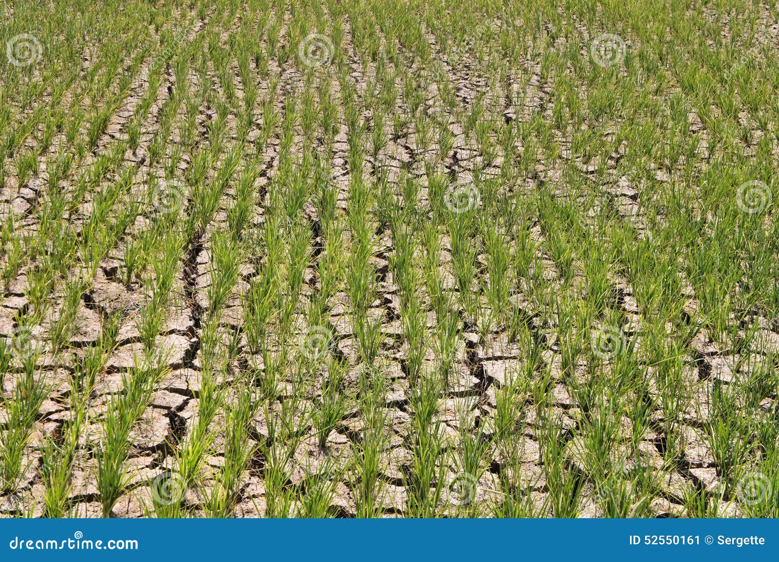 Green Shoots of Rice Grown on Dry Land. Stock Image Image of green