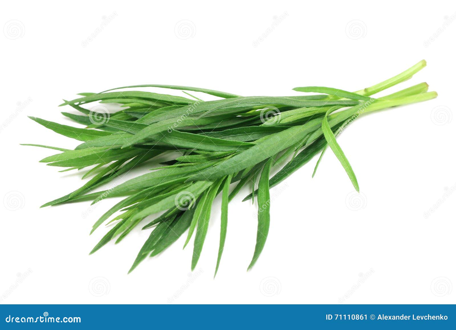 Green shoots of tarragon stock image. Image of plants 71110861