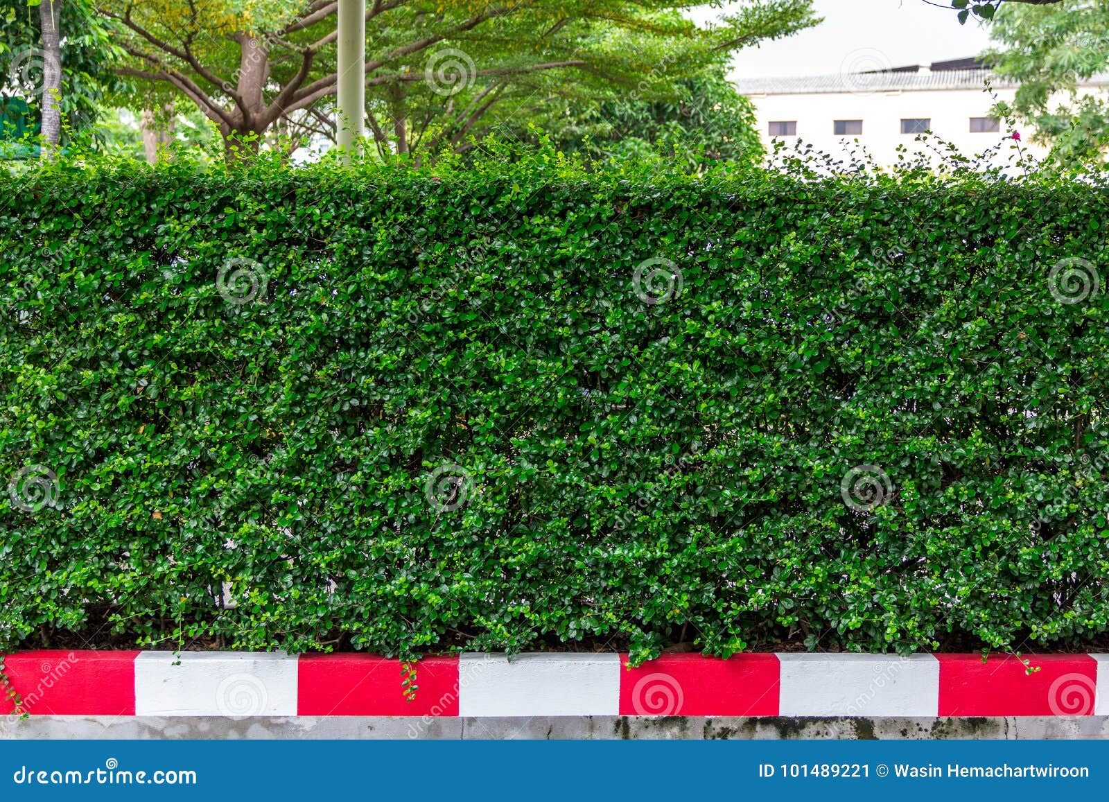 Green wall boundary stock image. Image of abstract, hedge 101489221