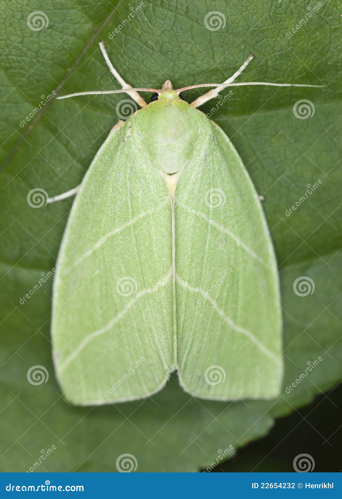 green silver-lines (bena prasinana)