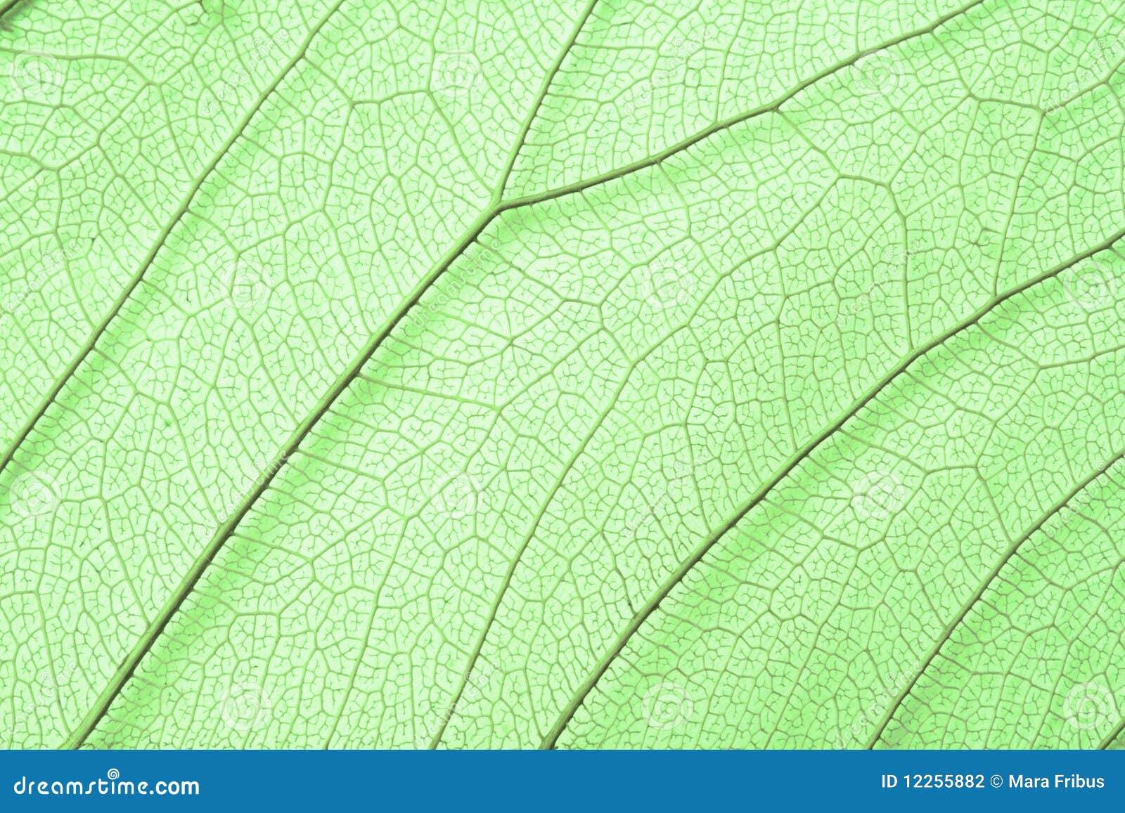 Green Skeleton Leaf Structure Stock Photo Image of skeleton, veins