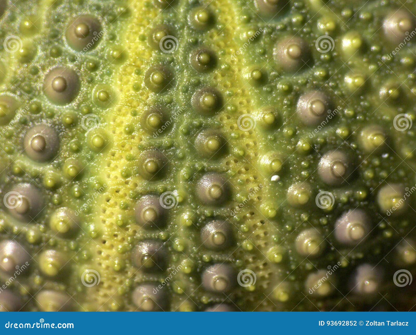 Green Skeleton of the Sea Urchin Stock Photo Image of color, snorkel