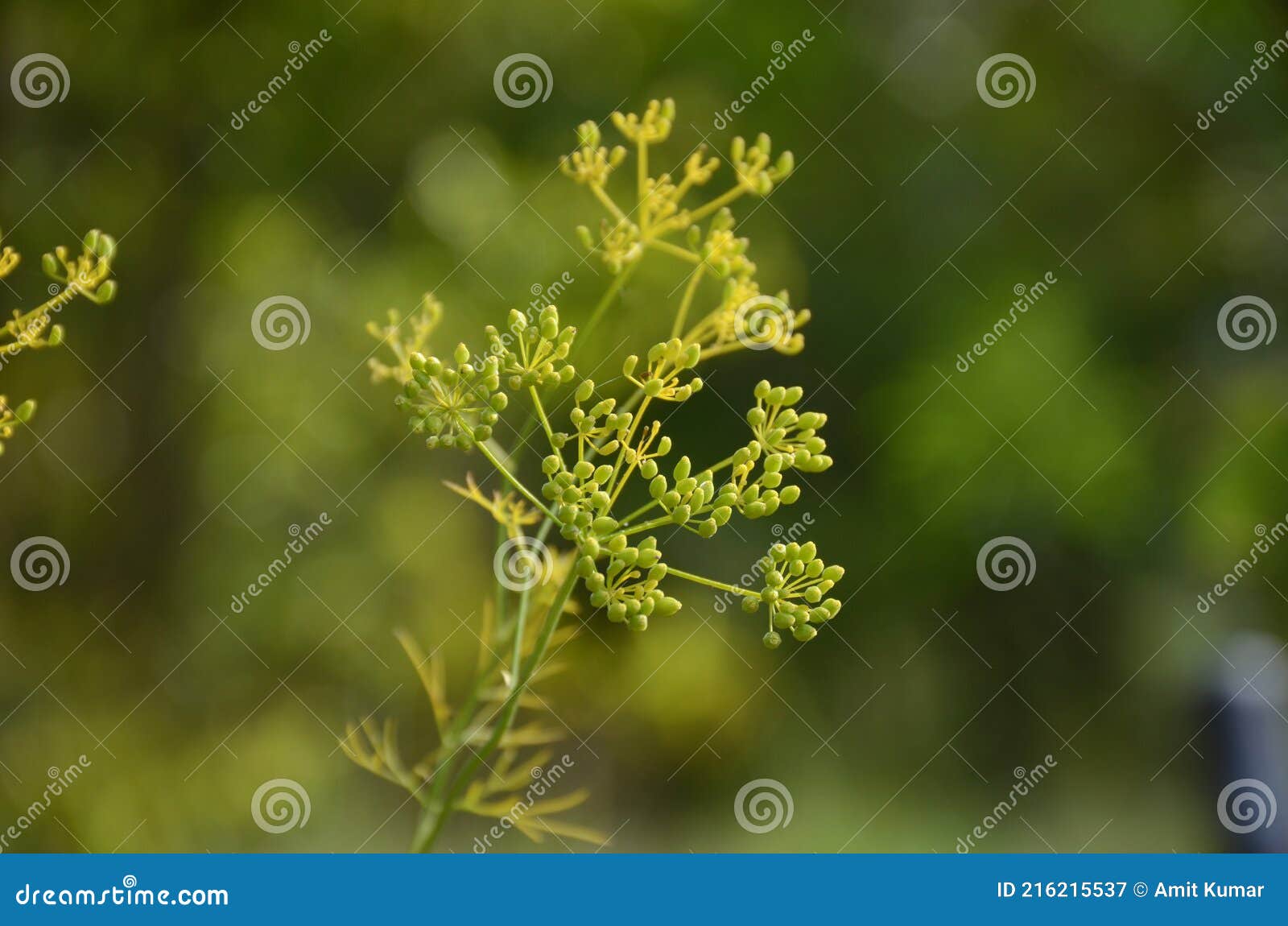 The Green Small Anise Plant with Leaves in the Farm Stock Image Image