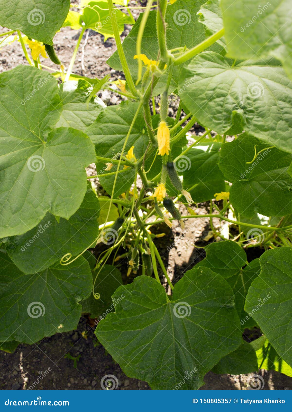 ..green Small Cucumbers Hang on a Branch in a Greenhouse. Crop of