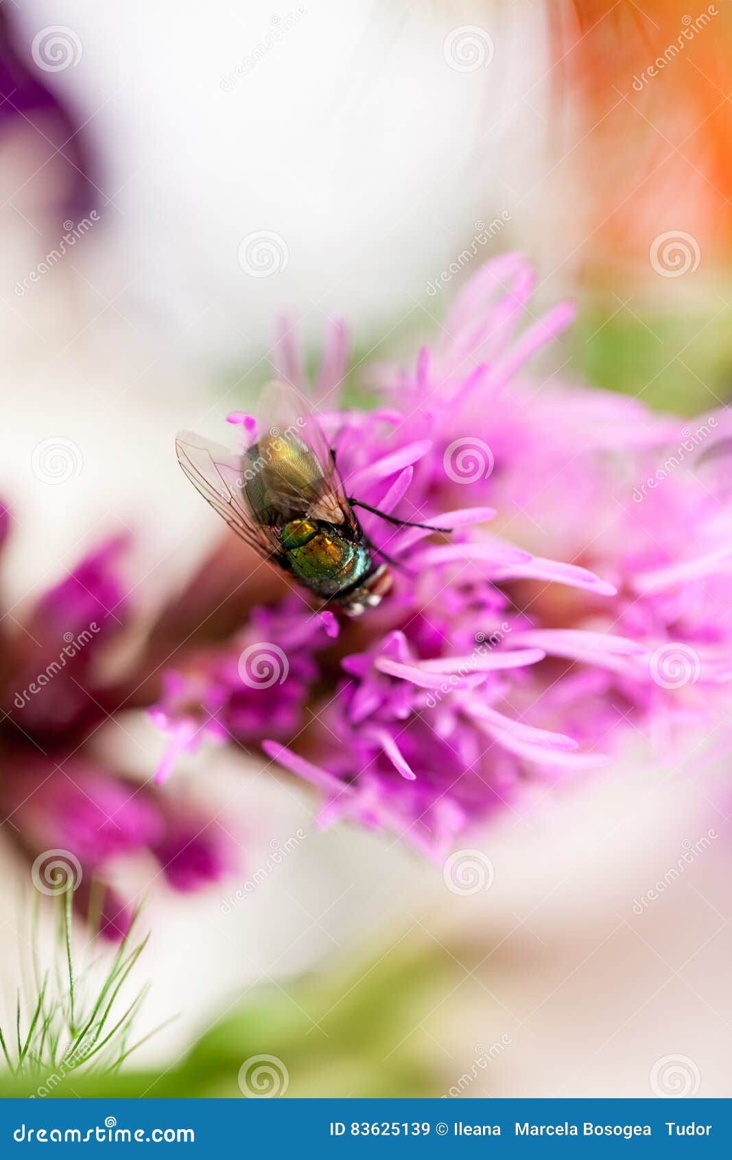 Green, small fly on petal stock image. Image of white 83625139