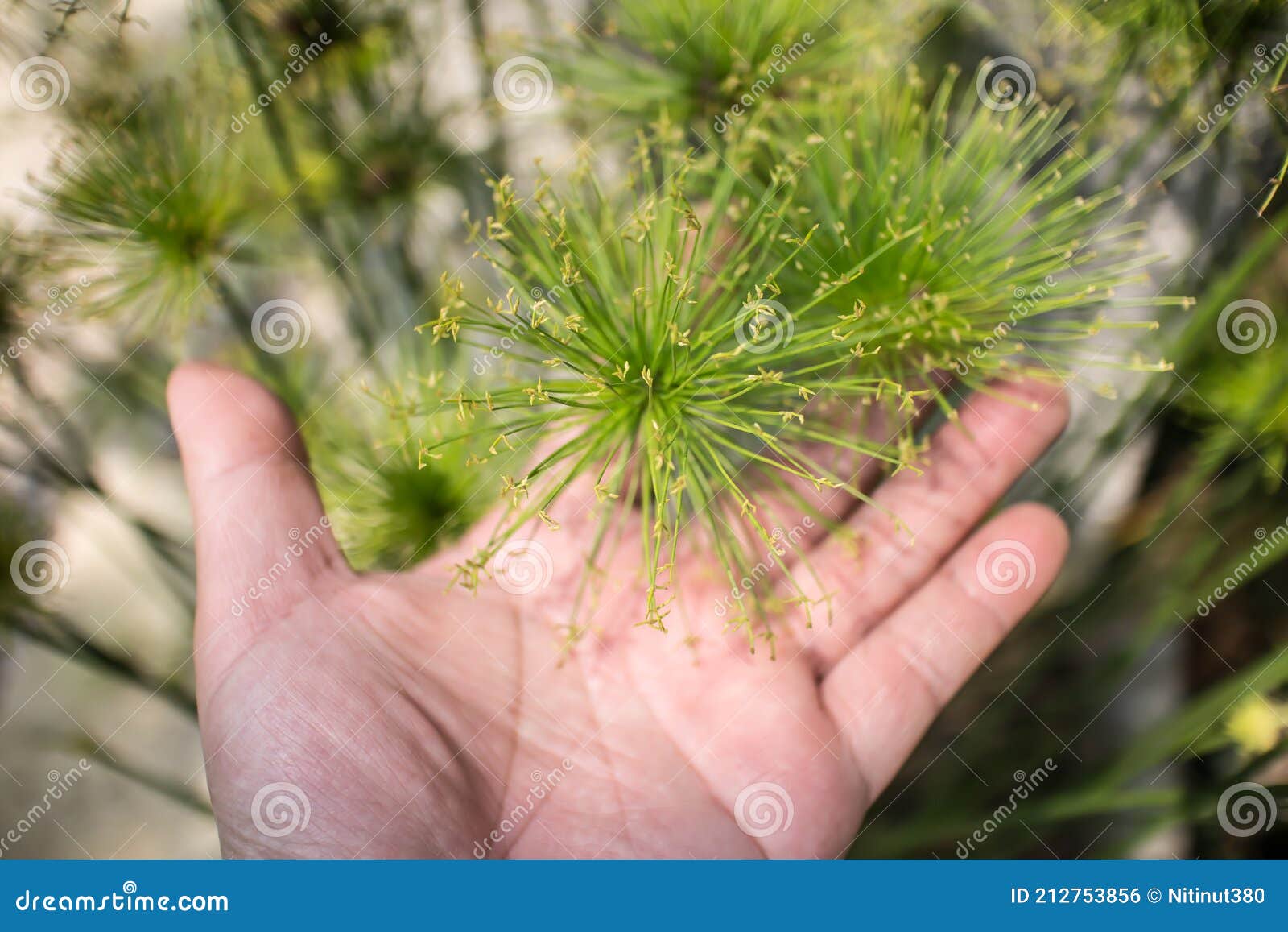 921 Papyrus Tree Photos Free Royalty Free Stock Photos From Dreamstime 921 Papyrus Tree Photos Free Royalty Free Stock Photos From Dreamstime
