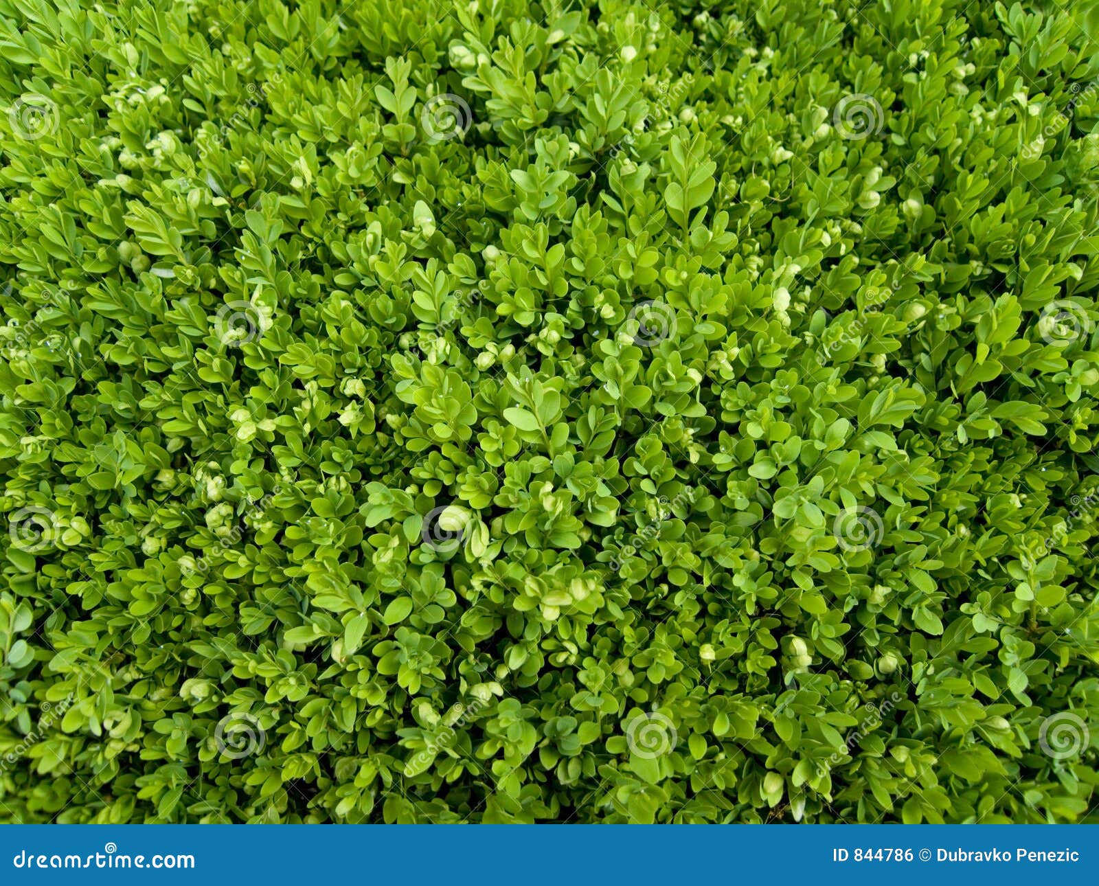 Green Small Leaves Royalty Free Stock Image Image 844786