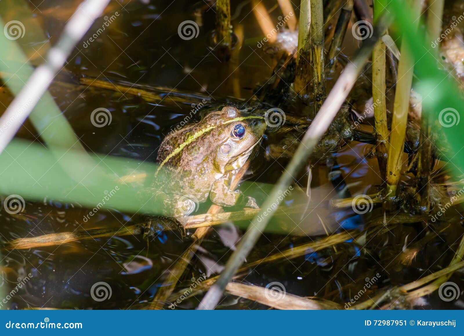 Green Smiling Frog stock image. Image of ukraine, green - 72987951