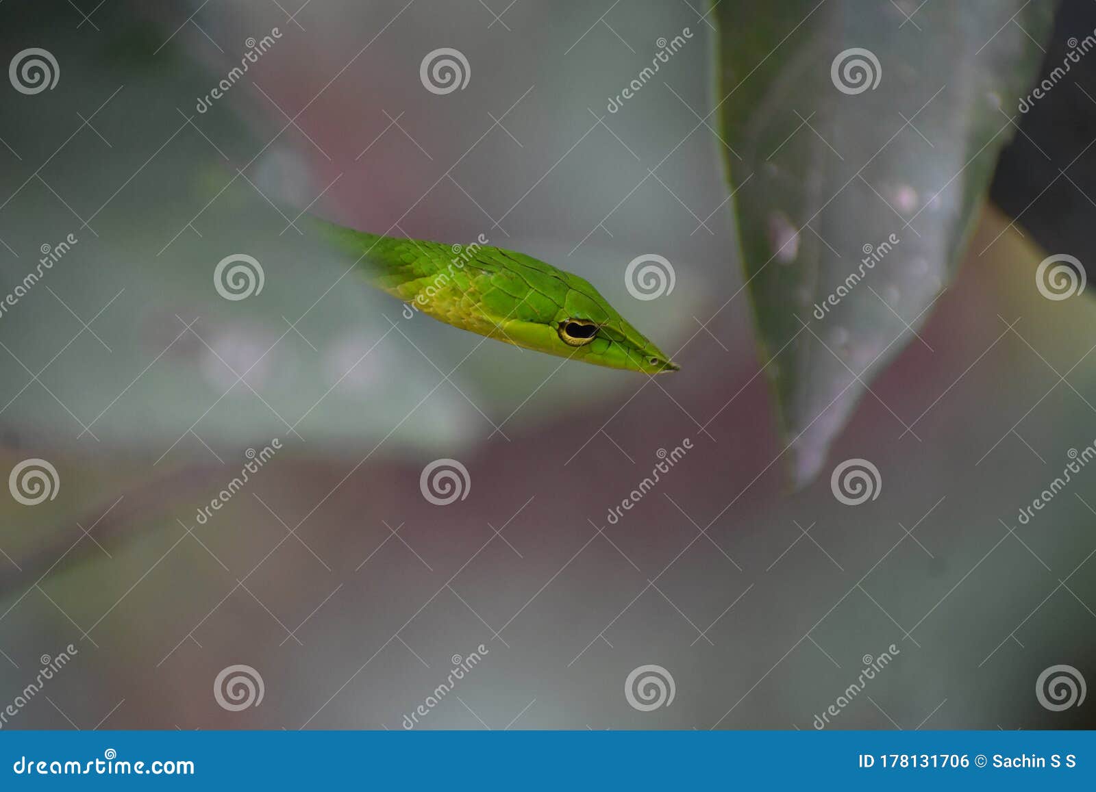 Green Snake Changing Colour Stock Photo Image of green, colour 178131706