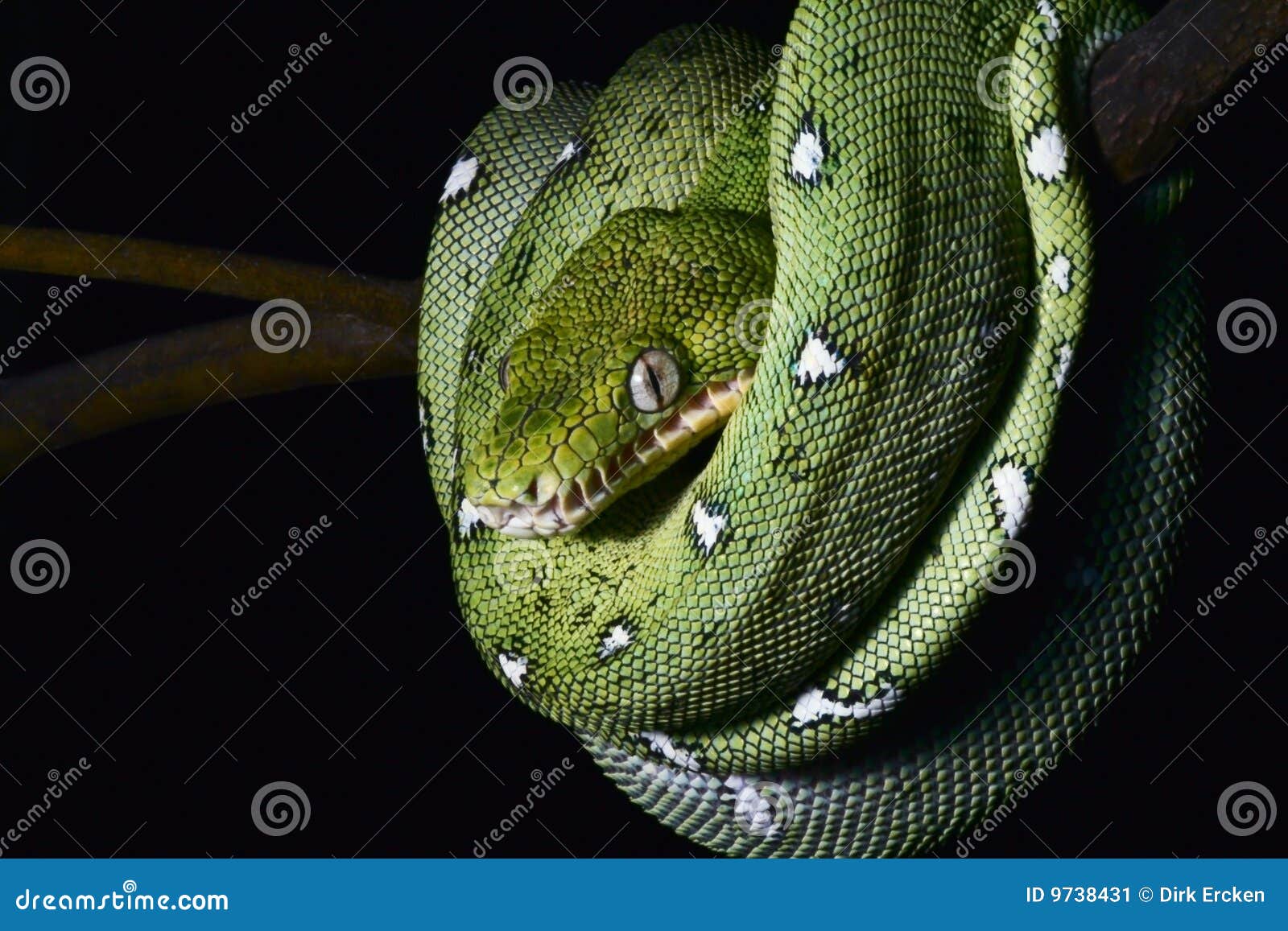 Green Snake Coiled Amazon Jungle Boa Reptile Stock Image - Image: 97384311300 x 957