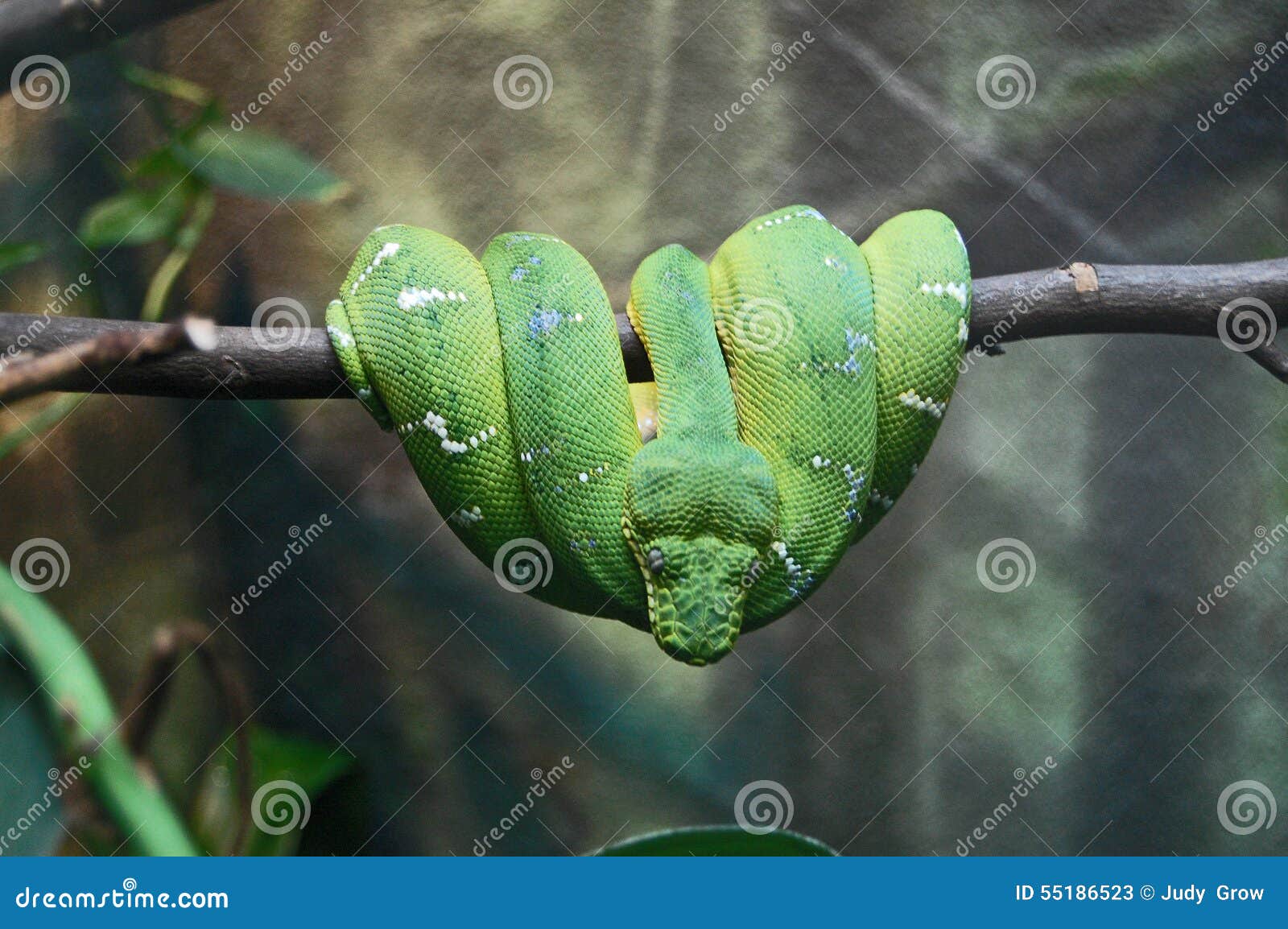 tropical rainforest green snakes