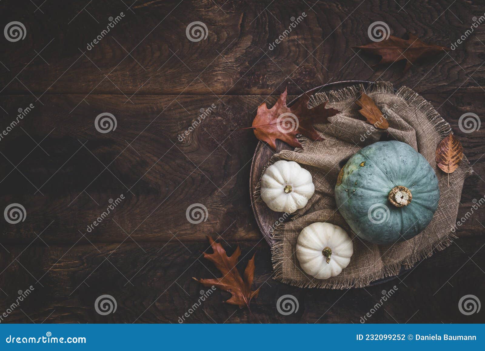 green sombra pumpkin and white mini pumpkins on wood, autumn decoration